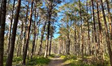 Küstenwald Usedom