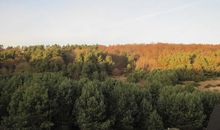 Ausblick auf den Wald und die Natur