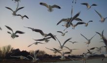 Vögel am Strand von Karlshagen