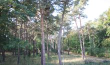 Umgebender Küstenwald