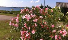 Gartenimpressionen