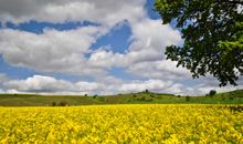 Rapsblüte im Frühling