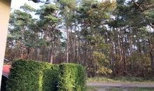 Waldblick