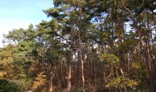 Waldblick