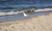 Ca. 150 m zum feinsandigen Ostseestrand und zur Konzertmuschel