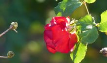 Spätsommerliche Impression im Garten