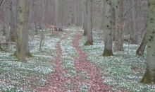 Waldanemonen