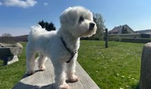 Hunde willkommen