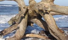 alte Eiche am Strand