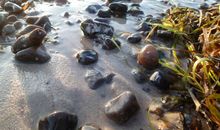 Seeigel im Seeschlag
