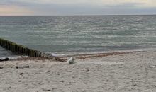 Robbe am Strand von Börgerende