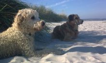 Urlaub mit Hund