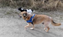 Urlaub mit Hund