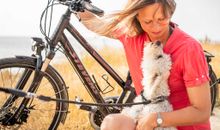 Hunde sind jederzeit willkommen im Dampland