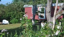 Historisches Reetdachhaus mit Bauwagen und großem Obstgarten