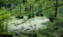 Einzigartig - Nationalpark Jasmund