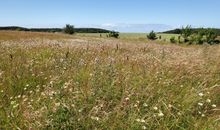 Sommerwiese - Nationalpark Jasmund