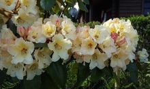 Unser Garten mit seinen Blumen und Blüten