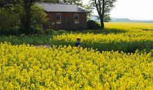 Junge im Rapsfeld