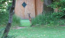 Reh im Garten