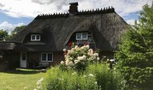 Rosenblüte im Sommer