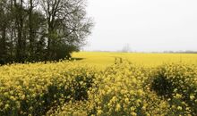 Rapsblüte im Mai