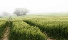Felder in der Umgebung, Morgennebel