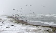 Reetdachkate Dörphof Schuby, Ostsee