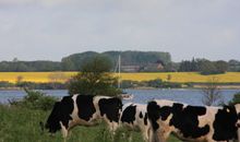 Natur an der Schlei
