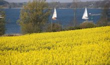 Blühender Raps an der Schlei