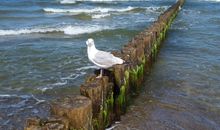 Möwe
