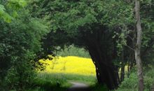 Rapsblüte am Weg zum Strand