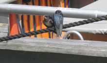 Tierische Bewohner