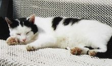 Hofkatze