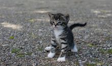 Unsere Tiere auf dem Hof