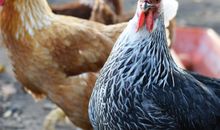 Unsere Tiere auf dem Hof