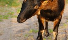 Unsere Tiere auf dem Hof