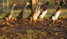 Unsere Tiere auf dem Hof