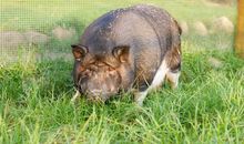 Unsere Tiere auf dem Hof