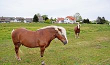 Ferien auf Hiddensee / Neuendorf