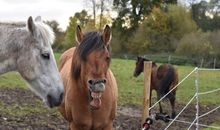 Goldy lacht sich schlapp