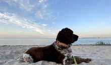 alfiamstrand2quer