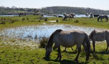 Koniks-Wildpferde - Geltinger Birk
