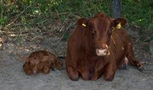 Kuh mit Kalb