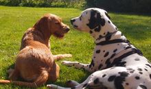 Hunde sind Willkommen