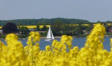 Rapsbluete Schlei