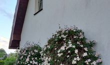 Reetdach - Ferienwohnung " Spann mol ut " bei Binz