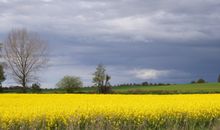 Seeschwalbe