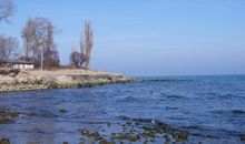 Seeschwalbe