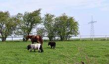 Moin Moin (Whg. 4)